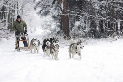 Chiens de traineau